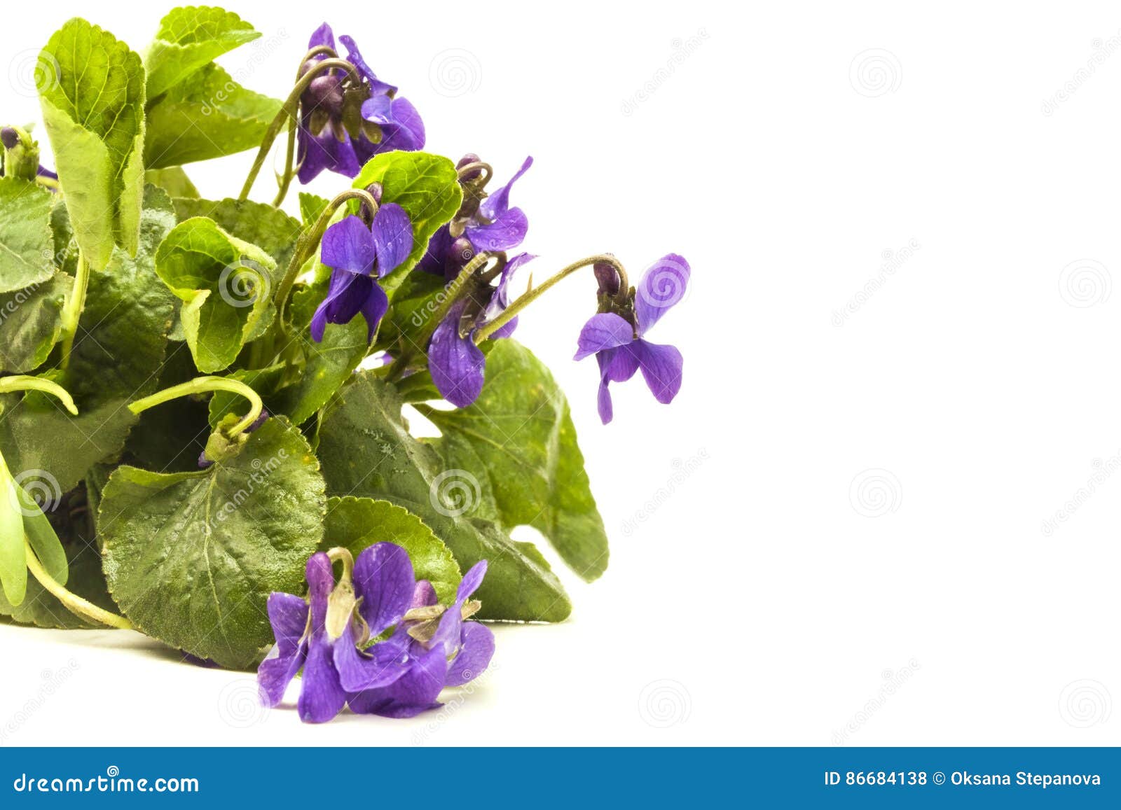 紫罗兰色新鲜的兰花 库存图片. 图片 包括有 特写镜头, 绿色, 抽象, 植物群, 艺术, 本质, 颜色 - 15704965