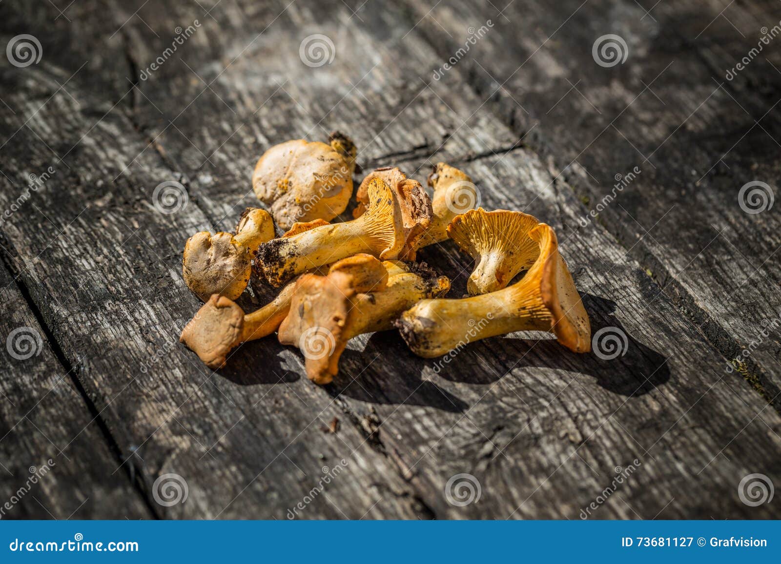 10,000+张最精彩的“黄蘑菇”图片 · 100%免费下载 · Pexels素材图片