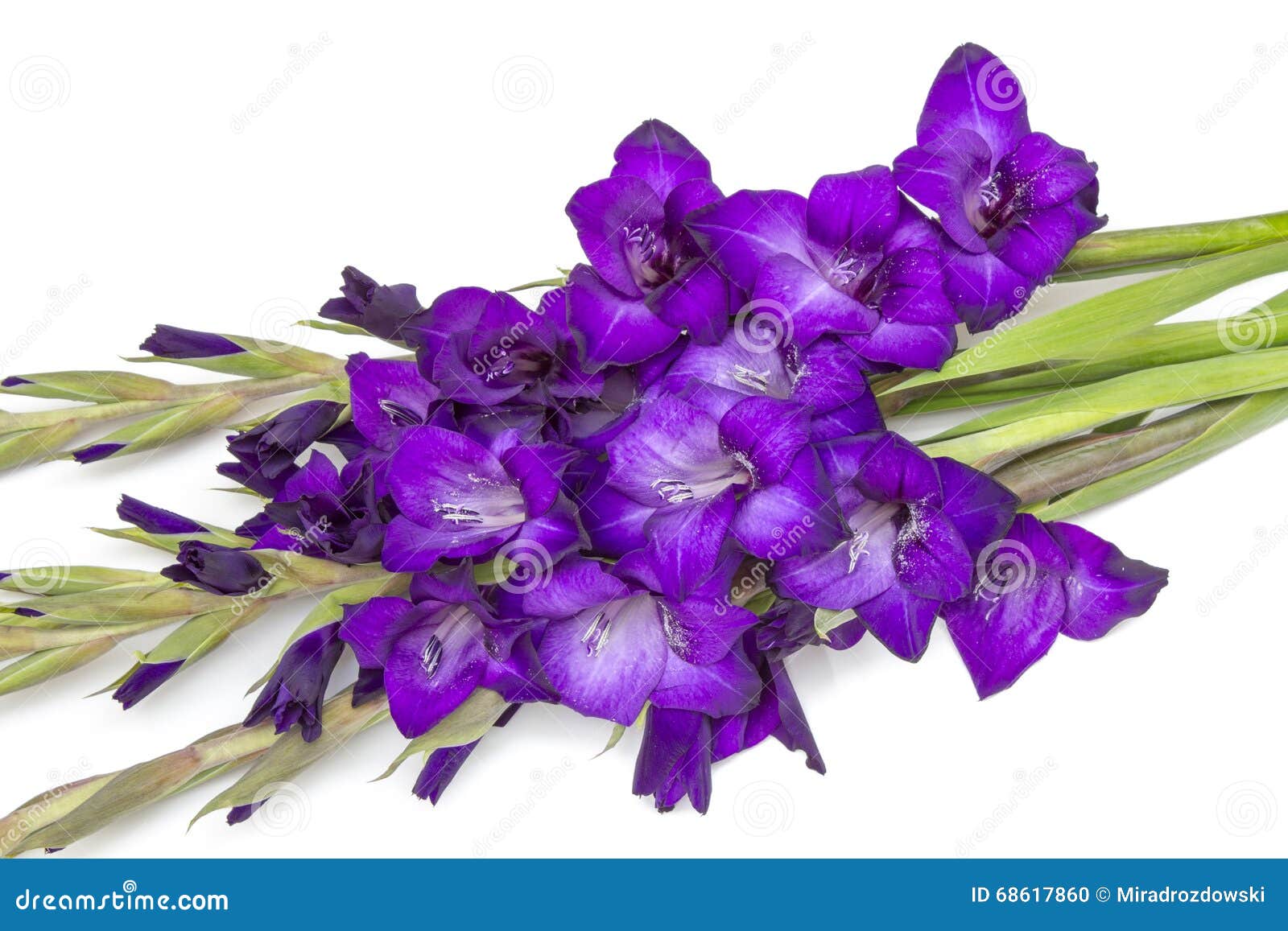 紫色剑兰花 库存图片. 图片 包括有 叶子, 花卉, 自治权, 复制, 空间, 开花, 礼品, 本质, 颜色 - 62744175