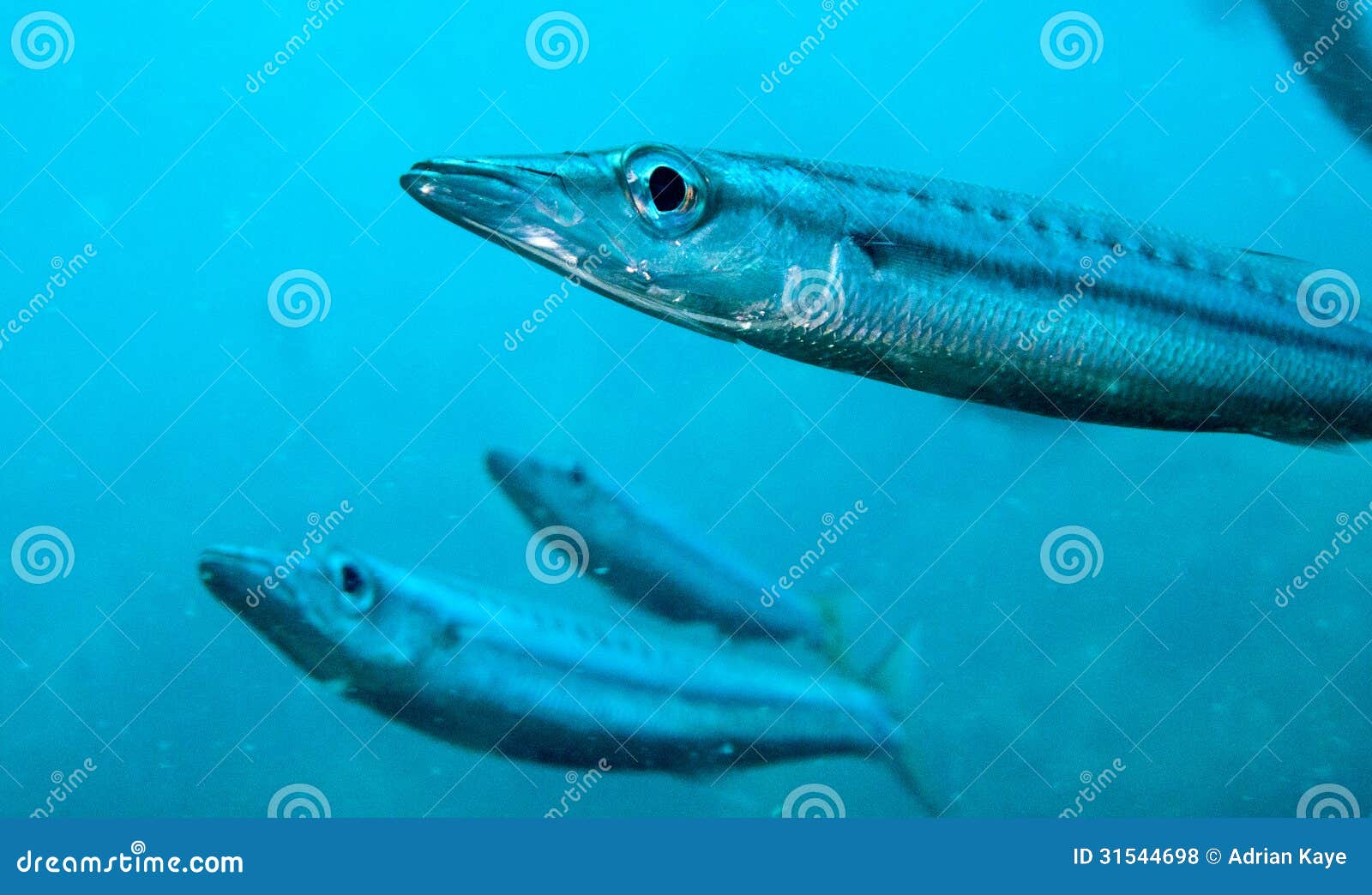 梭子鱼在白色隔绝鱼Sphyraena 库存图片. 图片 包括有 加勒比, 剪影, 抓住, 海运, 礁石, 海洋 - 36143567