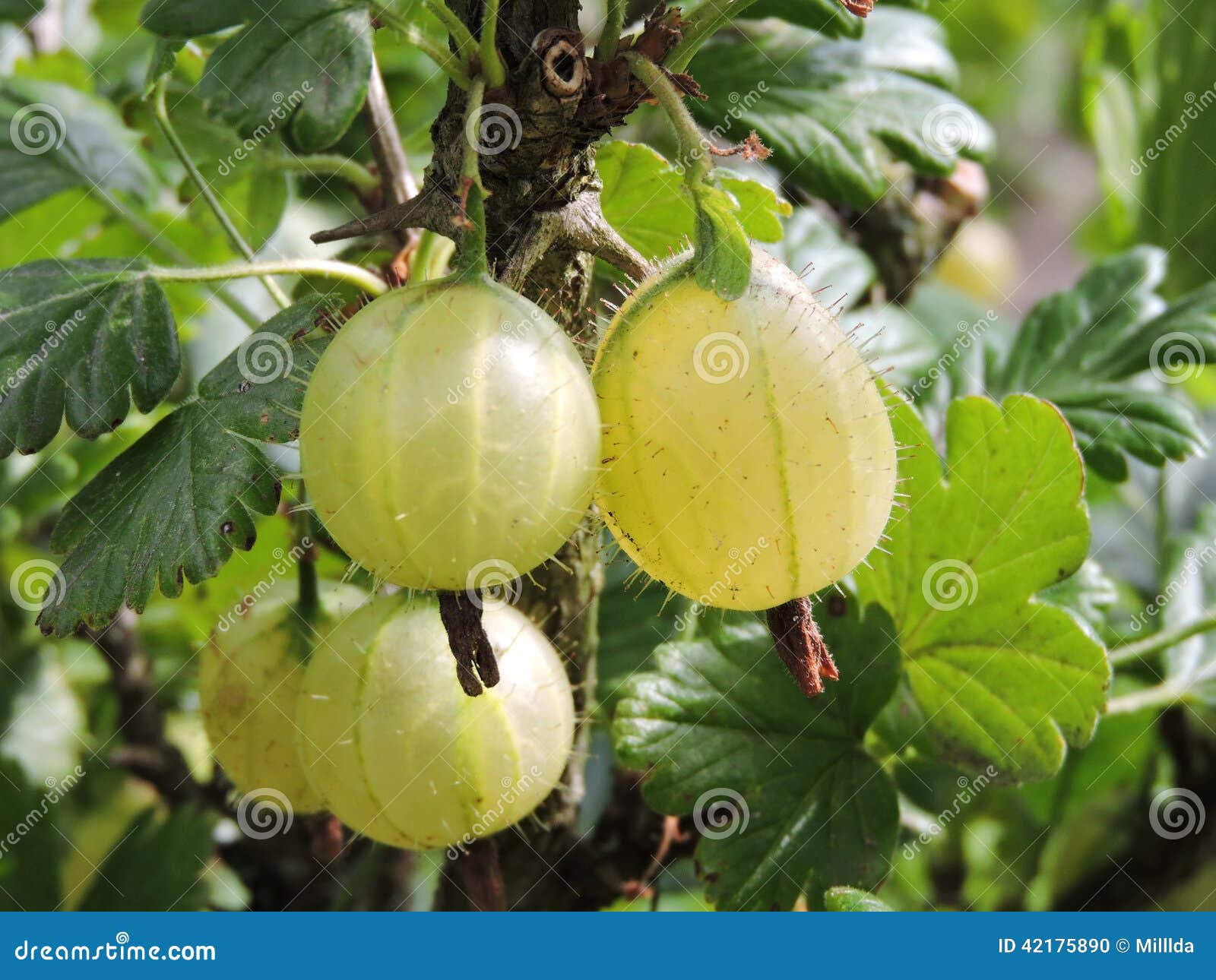 黄色鹅莓 库存图片. 图片 包括有 新鲜, 发狂, 果子, 黄色, 没人, 绿色, 夏天, 庭院, 鹅莓 - 52840087