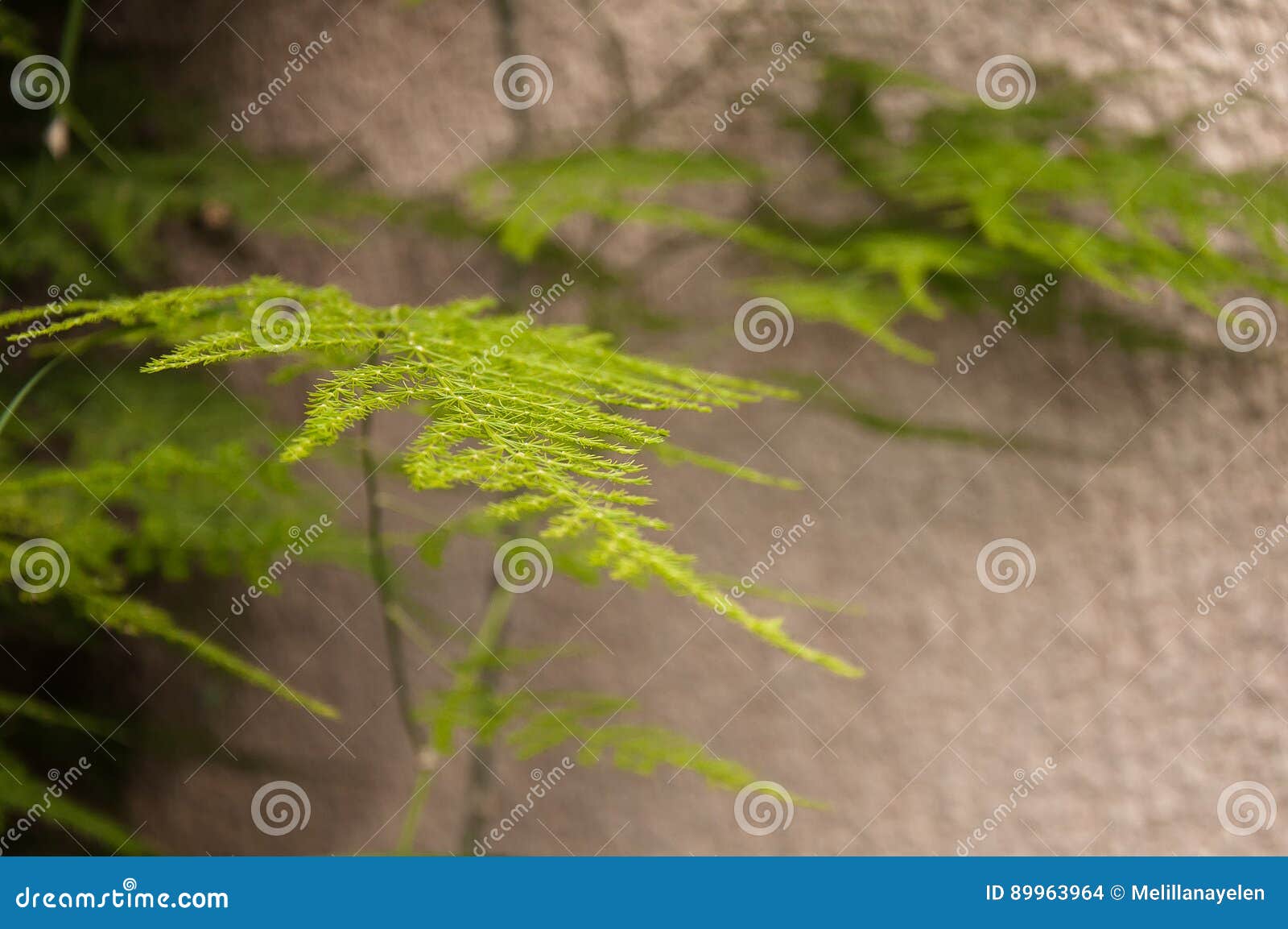 芦笋setaceus叶子. 芦笋Setaceus细节有米黄背景