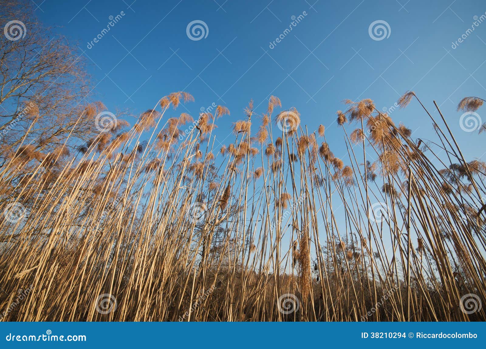 Reeds. 反对蓝天的芦苇