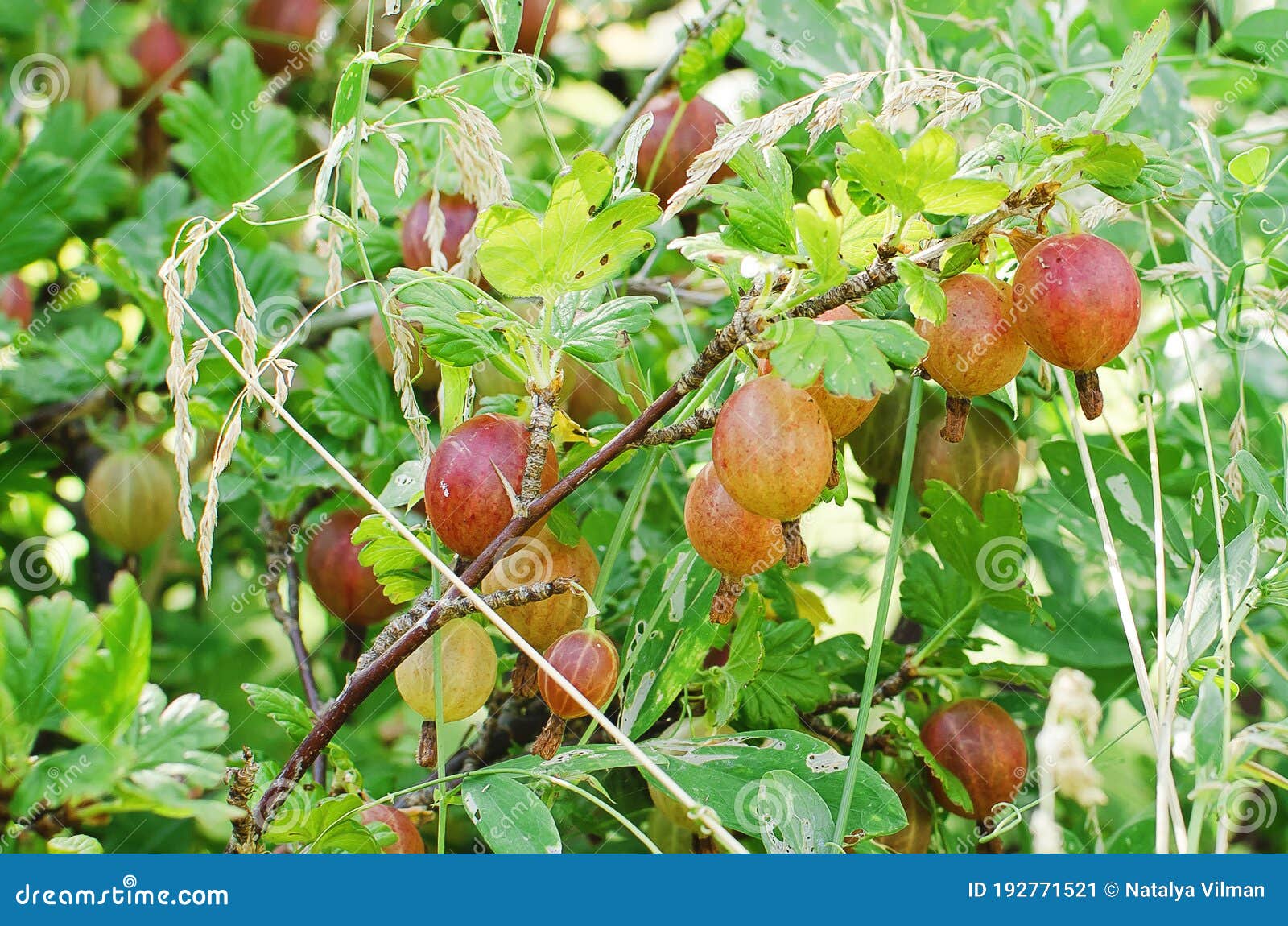 背景中的成熟鹅莓. 库存图片. 图片 包括有 鲜美, 问题的, 背包, 素食主义者, 树莓, 红色, 健康 - 228959915