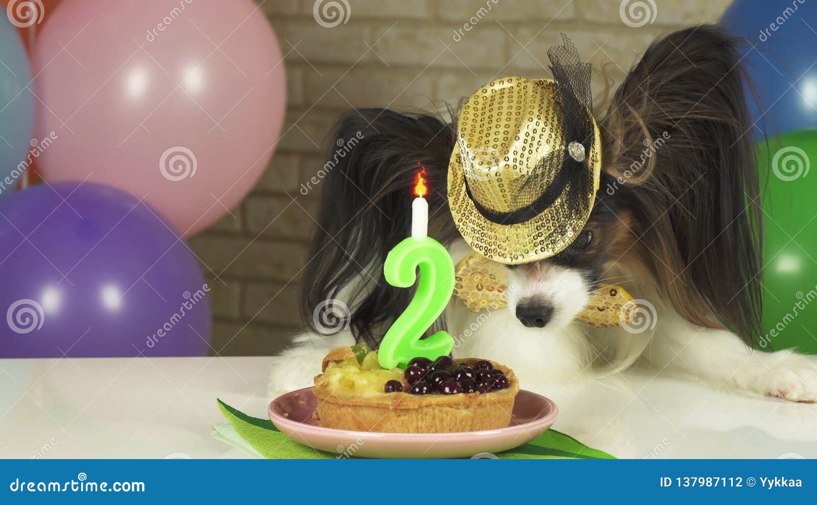 狗狗生日很多主人会给买（做）蛋糕，狗真的会吃蛋糕吗？ - 知乎