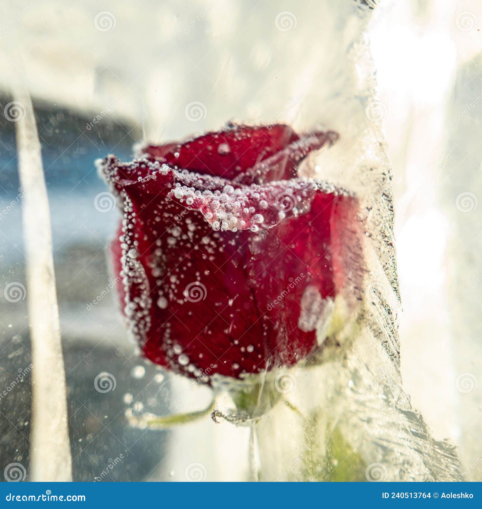 花瓣绽放的红玫瑰被冻成裂缝的冰块. 象征冷冻美的美丽艺术物 编辑类库存图片 - 图片 包括有 空白, 词根: 240513819