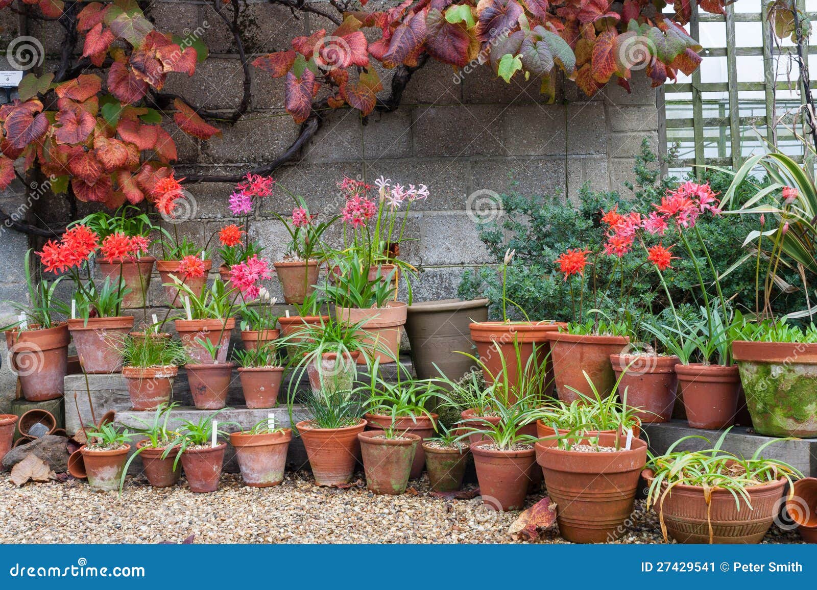 Garden flower pots uk 库存图片. 图片 包括有 问题的, 五颜六色, 耕种, 叶子 27429541