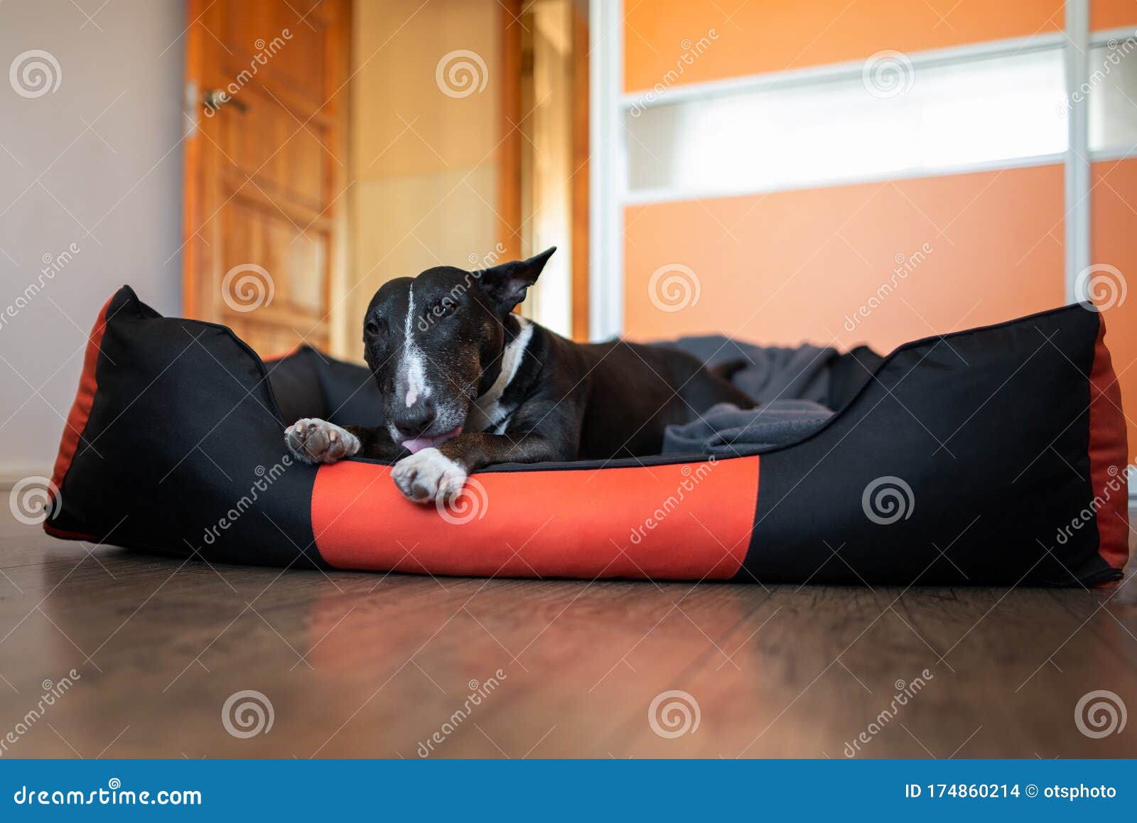 犬 子犬 里
