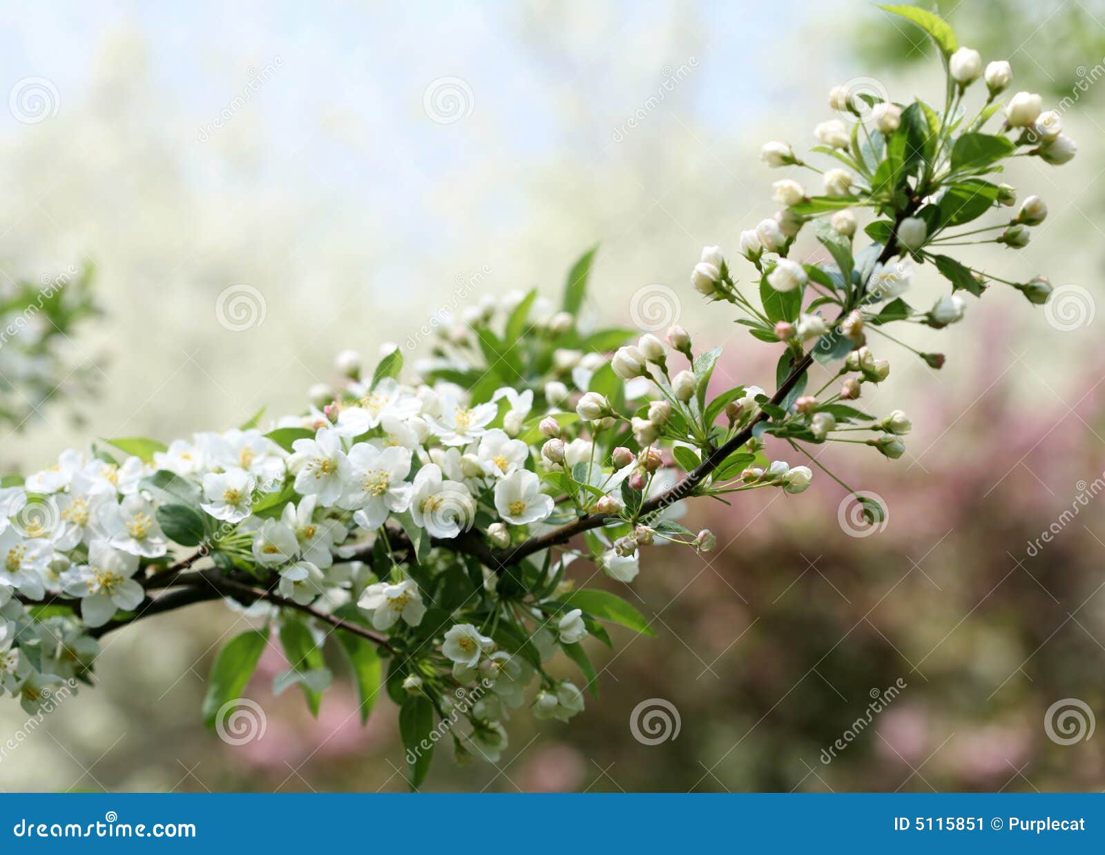 苹果分行结构树. 苹果开花的分行发芽未打开重点的结构树