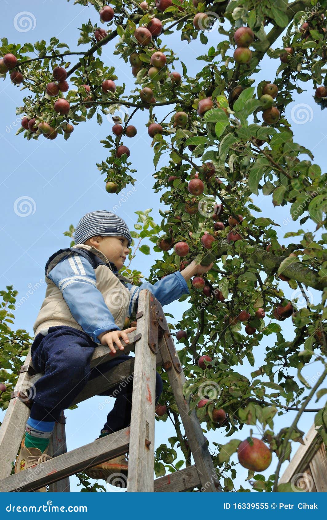 苹果挑选. 采摘成熟活梯的苹果男孩
