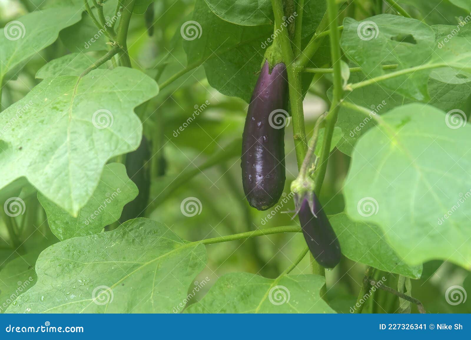 紫色蔬菜之王！各種茄子的特點與料理方式