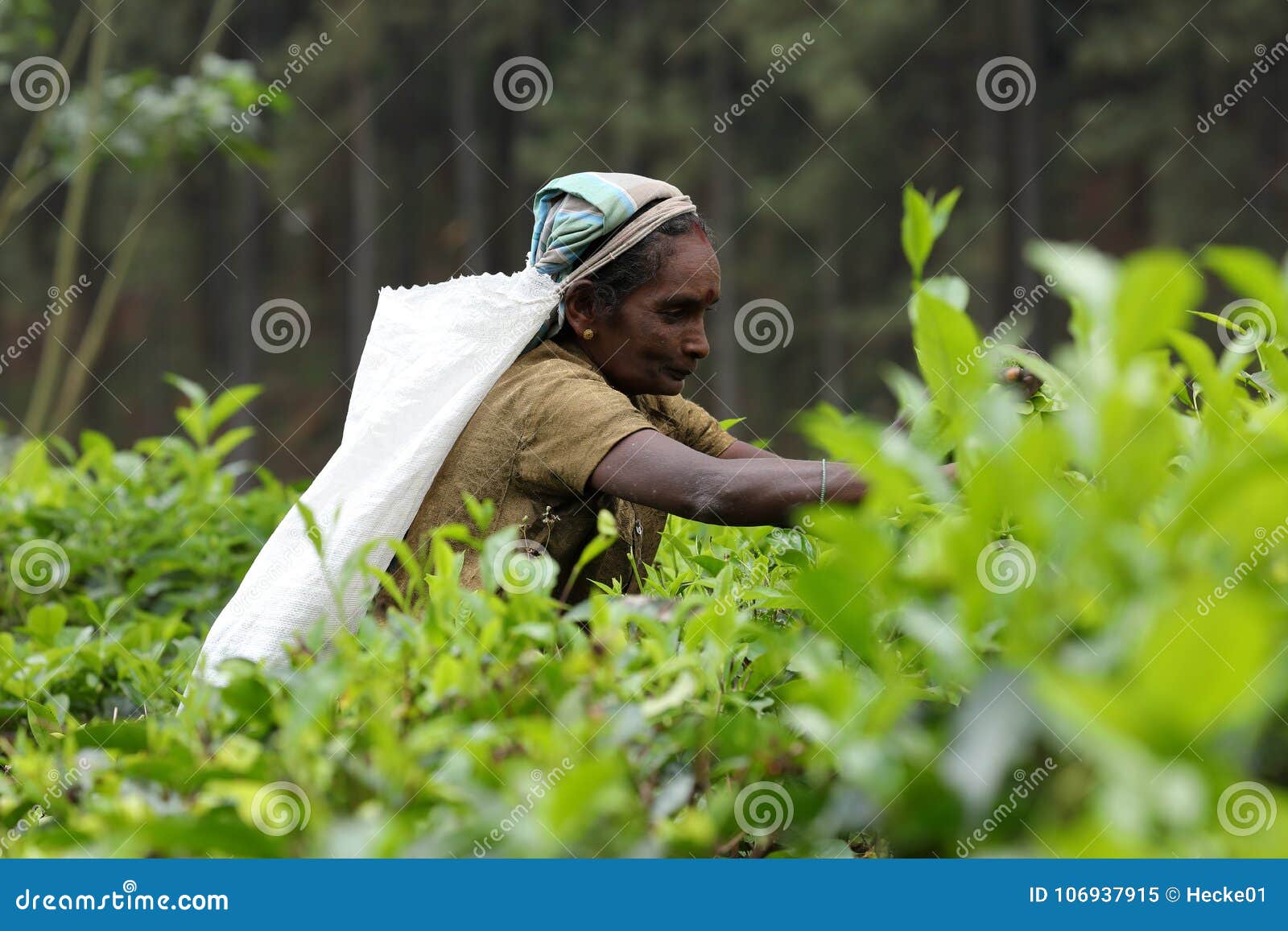 在茶树的泰国少妇茶捡取器300岁 编辑类图片. 图片 包括有 草本, 种族, 小山, 环境, 剪切, 收获 - 61671010