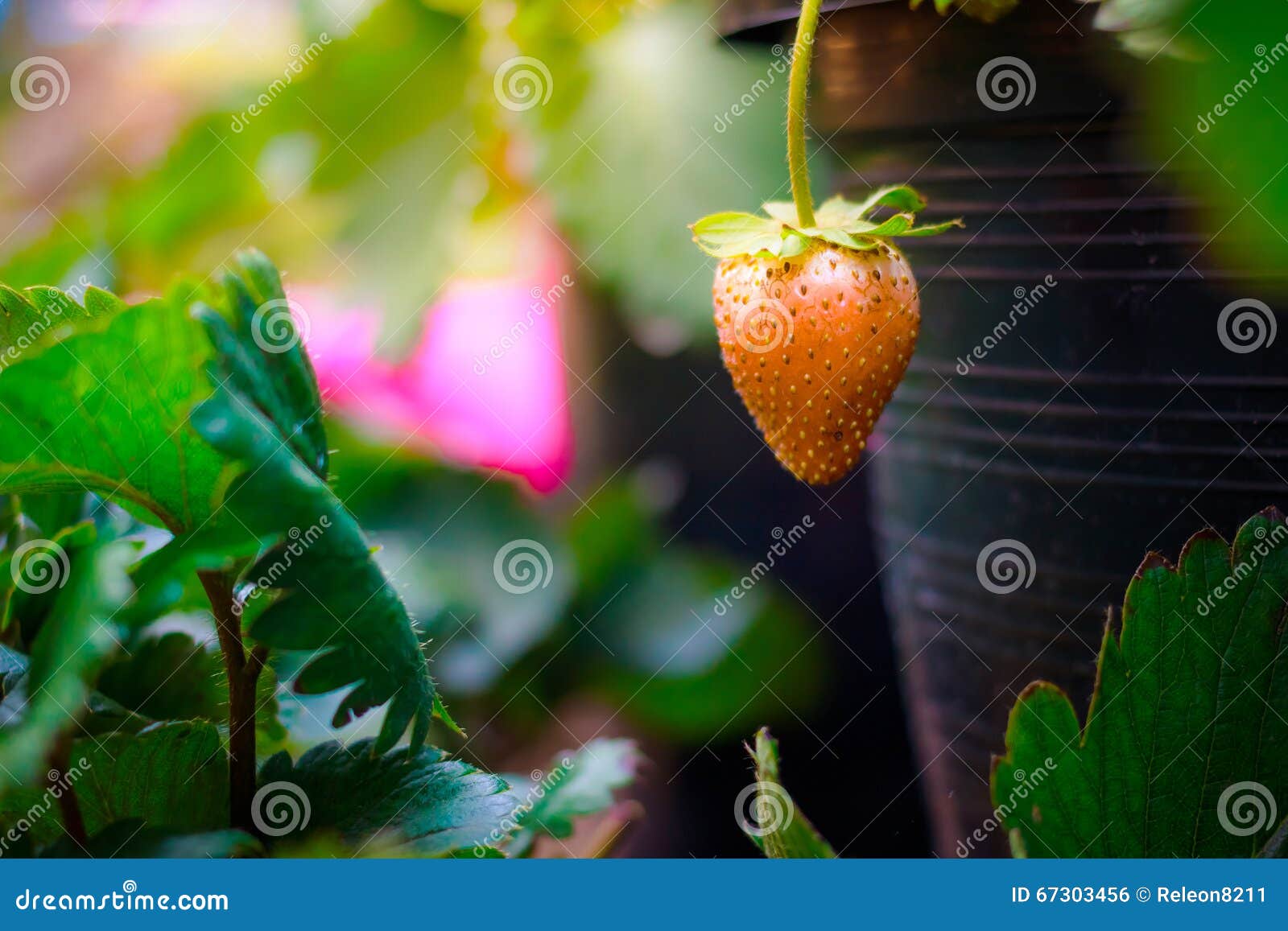 可爱的成熟草莓与叶子和花朵，甜甜的食物向量插图。红色多汁的夏季浆果，美味可口的有机草莓，美味的自然甜点为儿童孤立的白色插画图片素材_ID ...