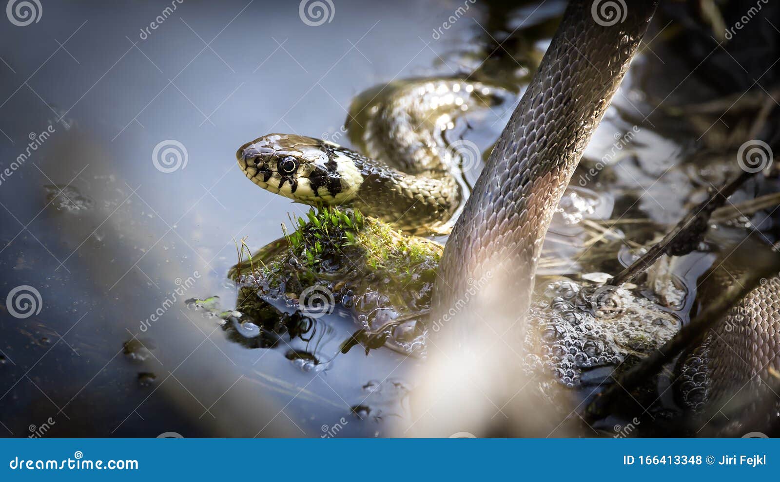 Grass snake 库存图片. 图片 包括有 庭院, 下来, 森林, 重点, 猎人, 冷血, 背包, 详细资料 - 27137351