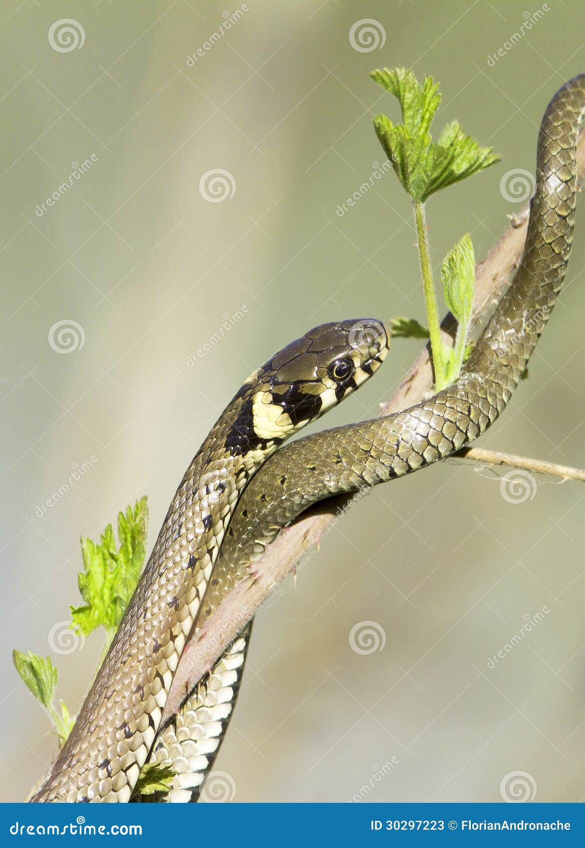 草蛇(Natrix natrix)在白色 库存照片. 图片 包括有 特写镜头, 黄色, 关闭, 缩放比例 - 40230514
