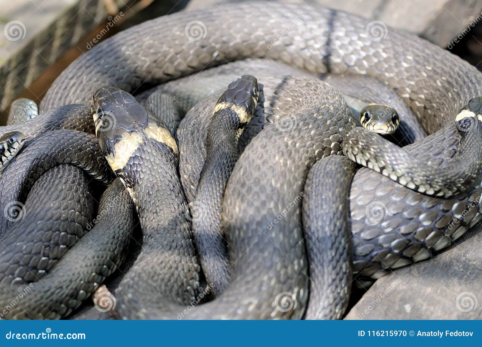 Grass snake 库存图片. 图片 包括有 庭院, 下来, 森林, 重点, 猎人, 冷血, 背包, 详细资料 - 27137351