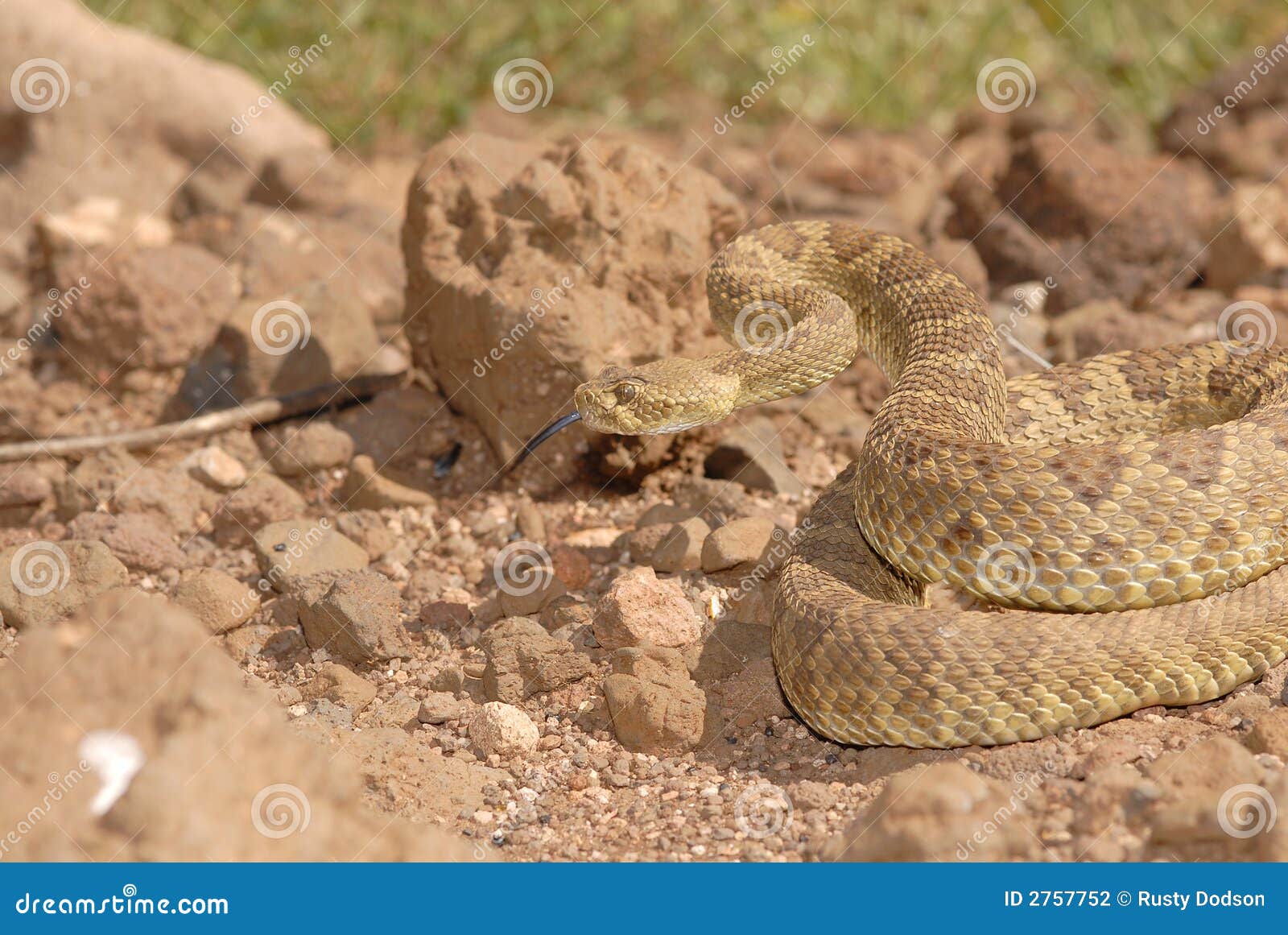 Free Desert Snake Stock Photo - FreeImages.com