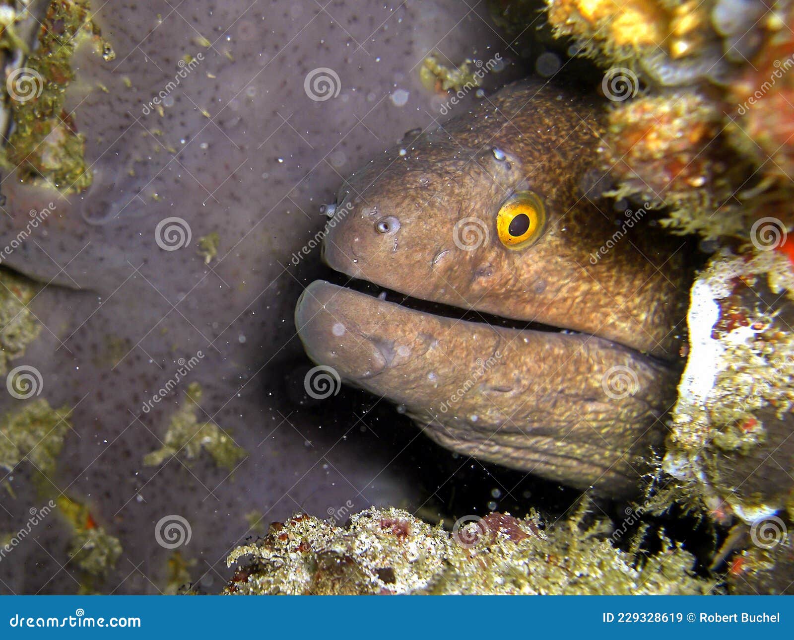 爪哇裸胸鳝 库存照片. 图片 包括有 关闭, 敌意, 珊瑚, 海运, 摄影, 海岛, 一个, 食肉动物 - 240542742