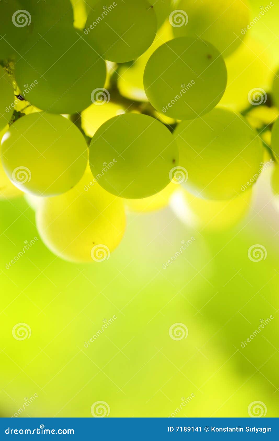 Grapes. 束葡萄葡萄树