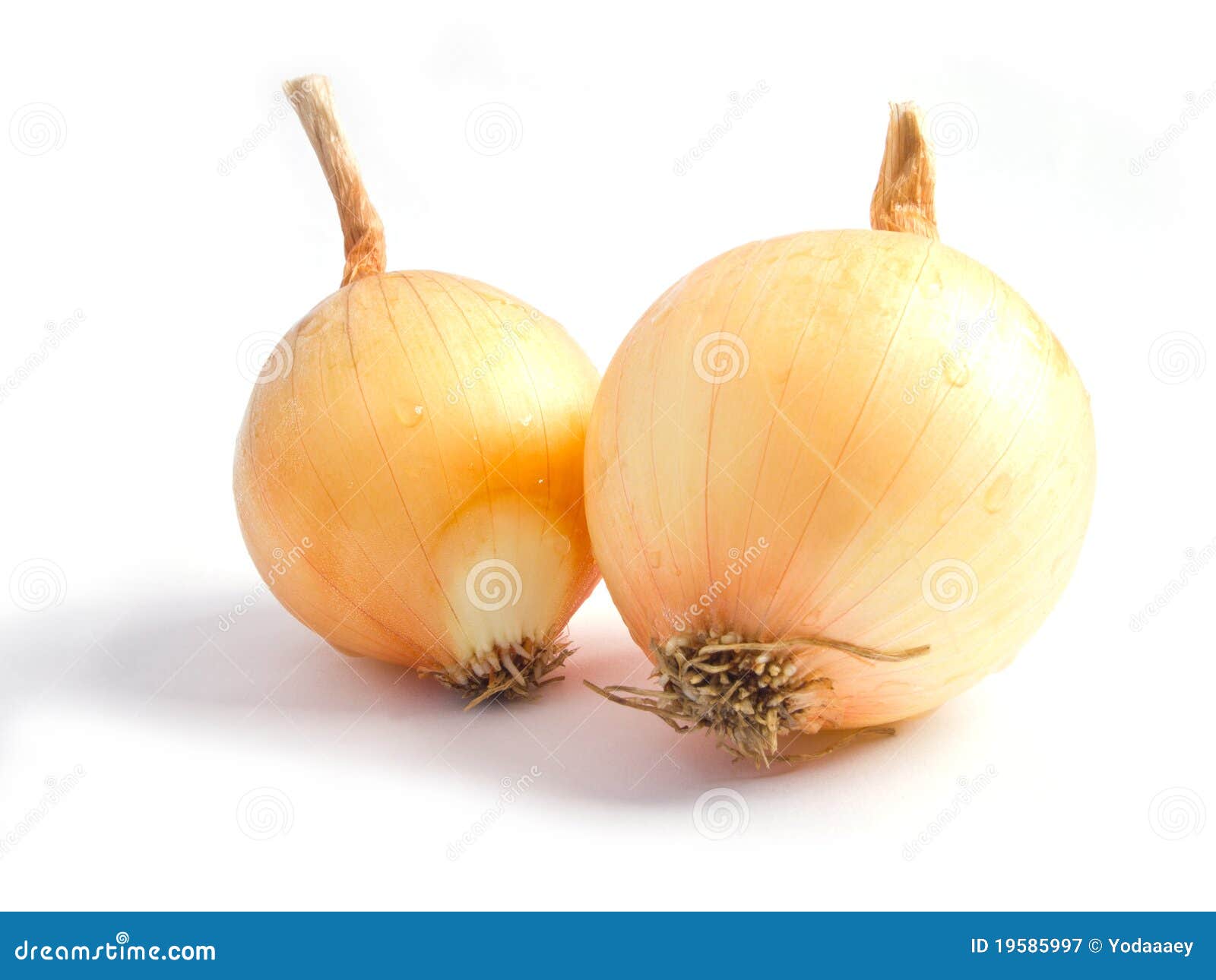 Onion. 背景葱二白色