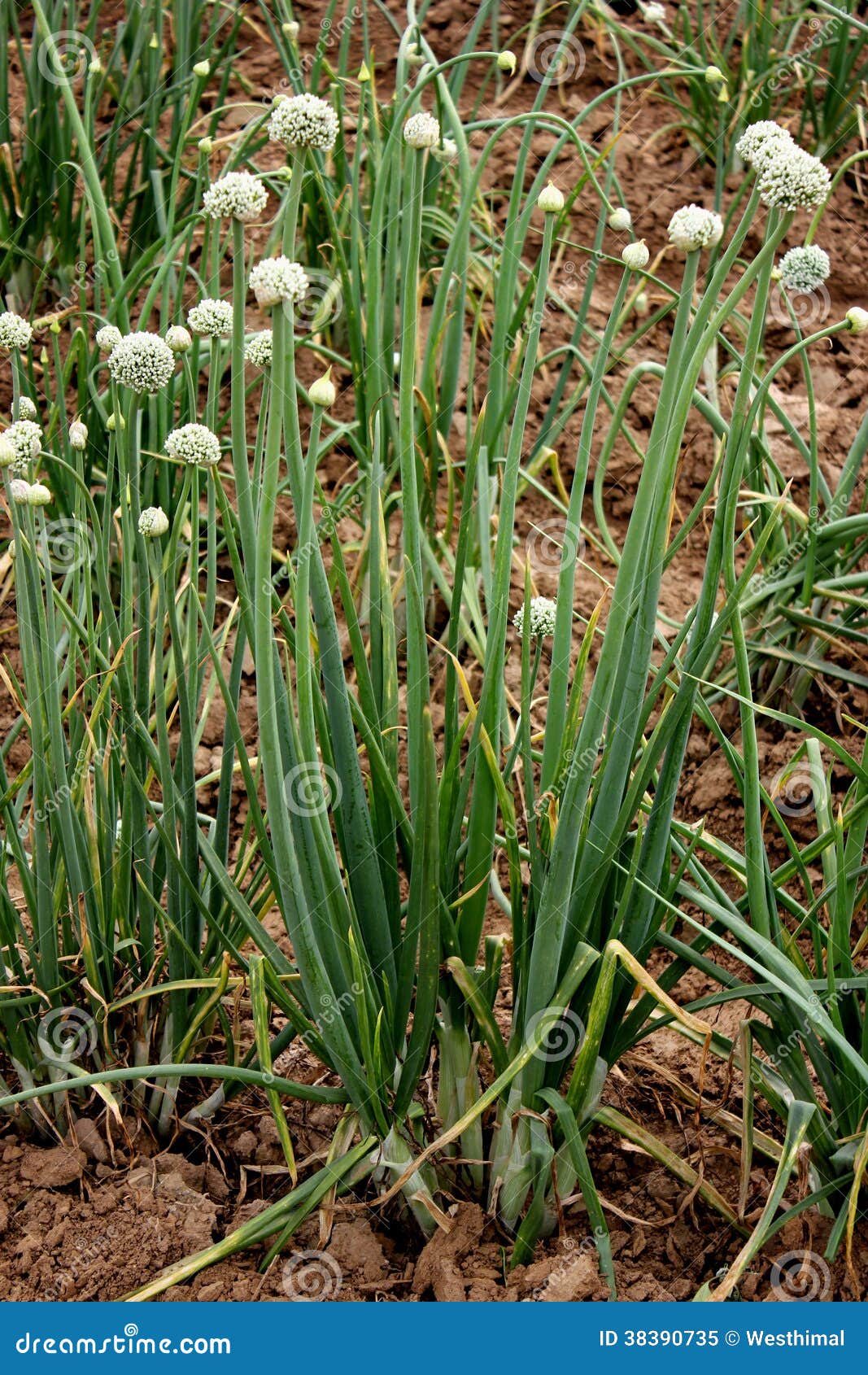 硬叶葱草-药用植物花谱-图片
