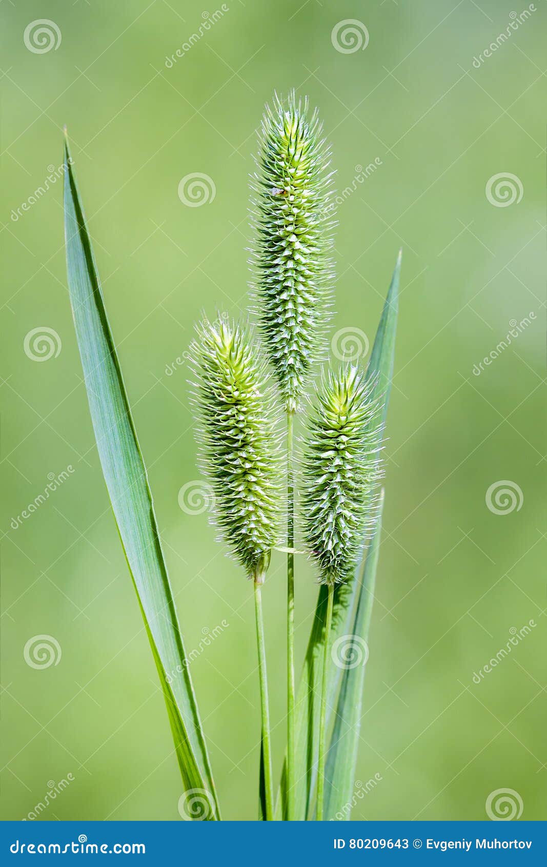 蒂莫西草拉特 Phleum pratense是类蒂莫西Phleum的一个典型的种类草家庭  狂放的草本西伯利亚