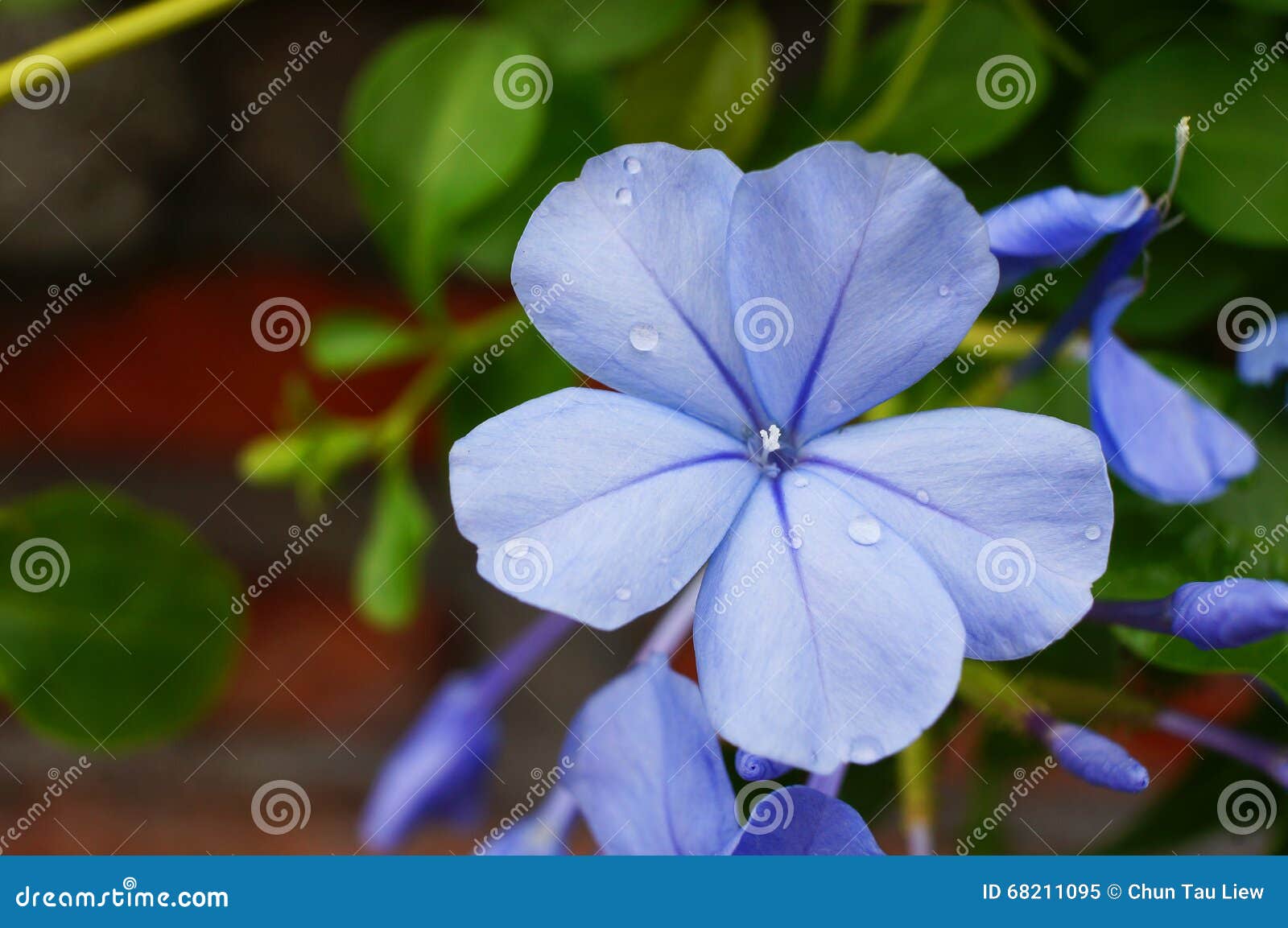 蓝色石墨

石墨植物(石墨auriculata)，亦称海角石墨或者天空花，实际上是灌木，并且在它的自然周围能生长6到10英尺高与8到10英尺传播  它是当地的对南非，并且认识此在哪里提供第一提示向怎样与生长一一起生长石墨，