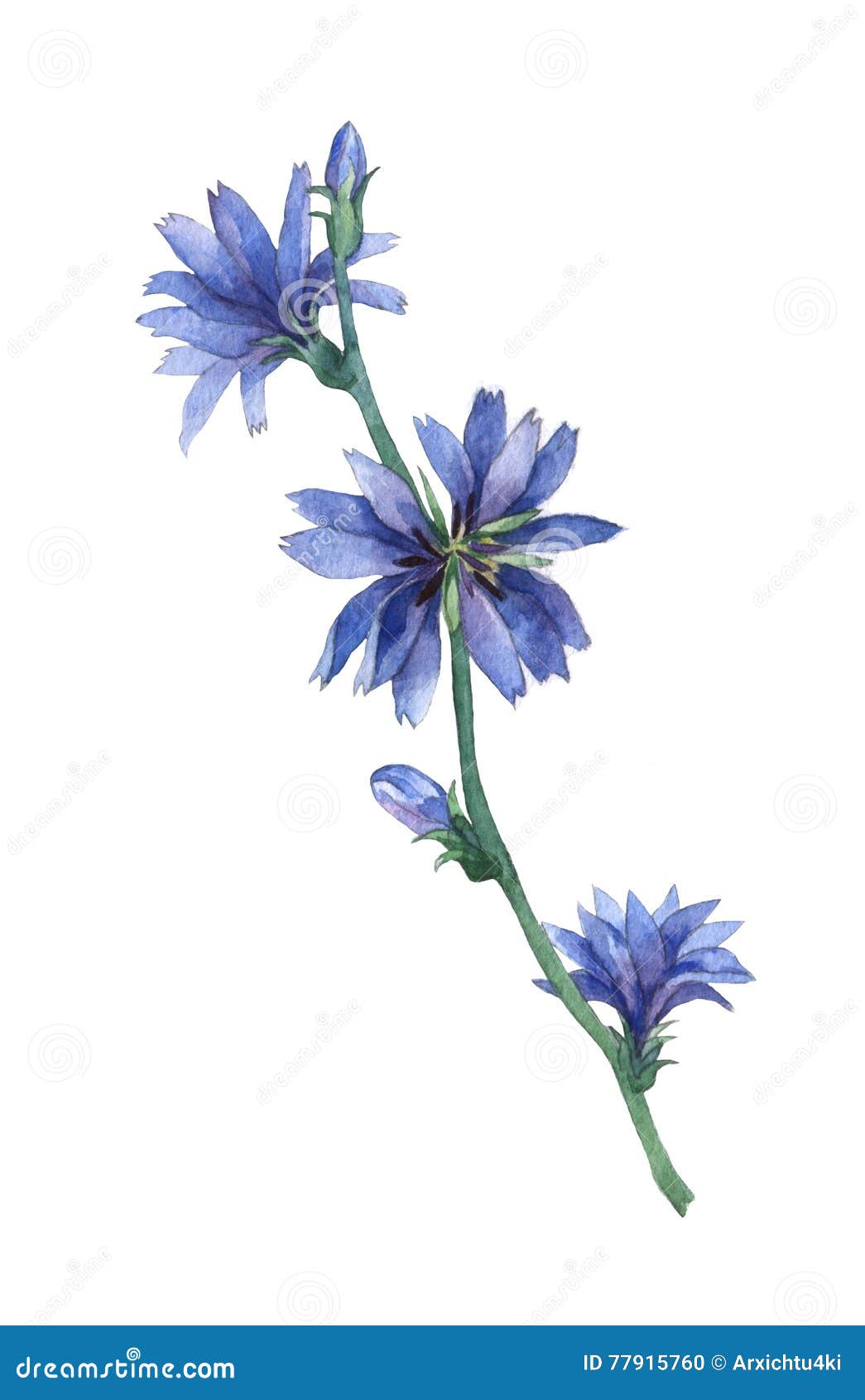 美丽的蓝色菊苣花 库存照片. 图片 包括有 玻色子, 花瓣, 词根, 墙纸, 苦苣生茯, 开花, 工厂 - 188489068