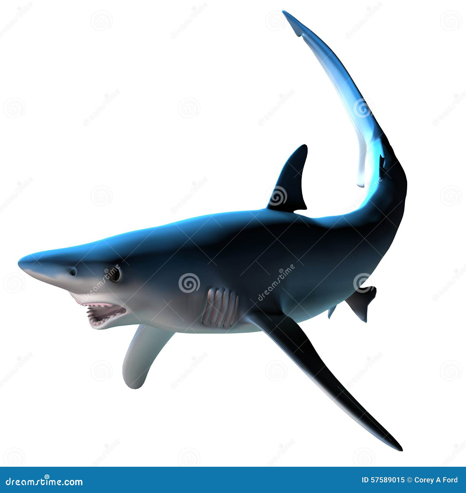 不同种类的鲨鱼各有什么性格特点？ - 知乎