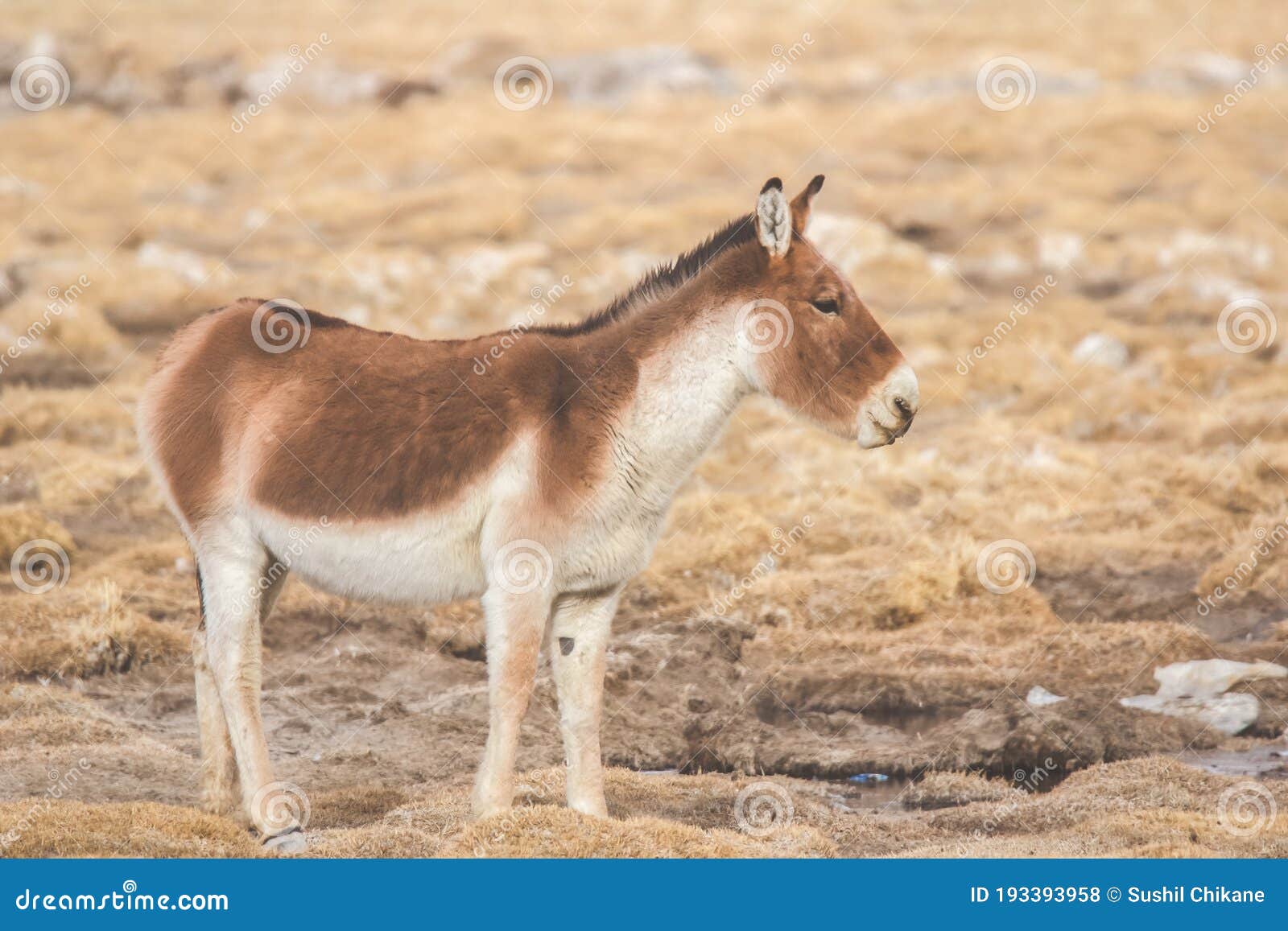 藏野驴“漫步”西藏阿里