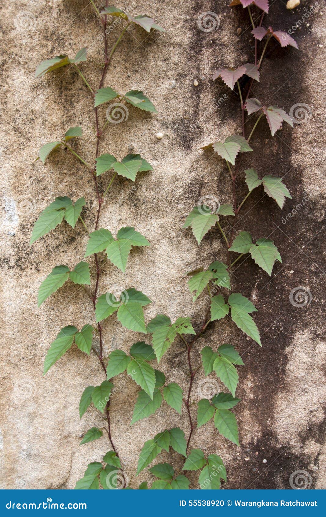 爬行植物图片及名称,16种最美爬墙植物图片 - 伤感说说吧