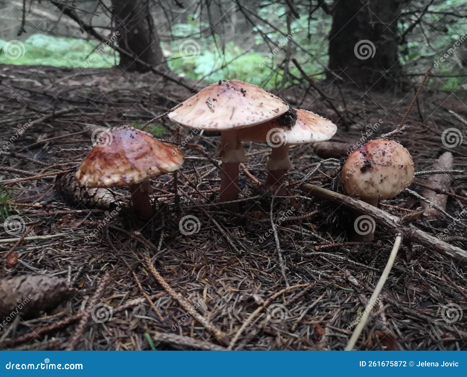 Download Nature Mushroom HD Wallpaper by jan zwiener