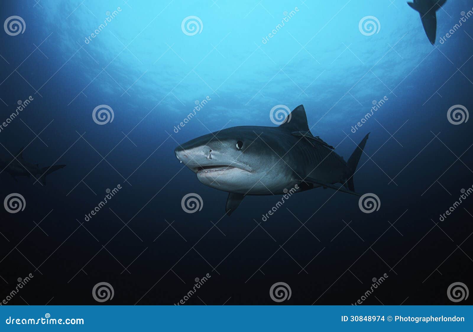 虎鲨侧视图 库存图片. 图片 包括有 种类, 有机体, 敌意, 水下, 海水, 海运, 野生生物, 食肉动物 - 63753953