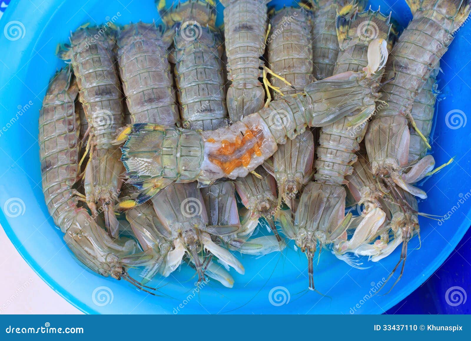 虾爬子学名虾蛄图片素材-编号14033516-图行天下