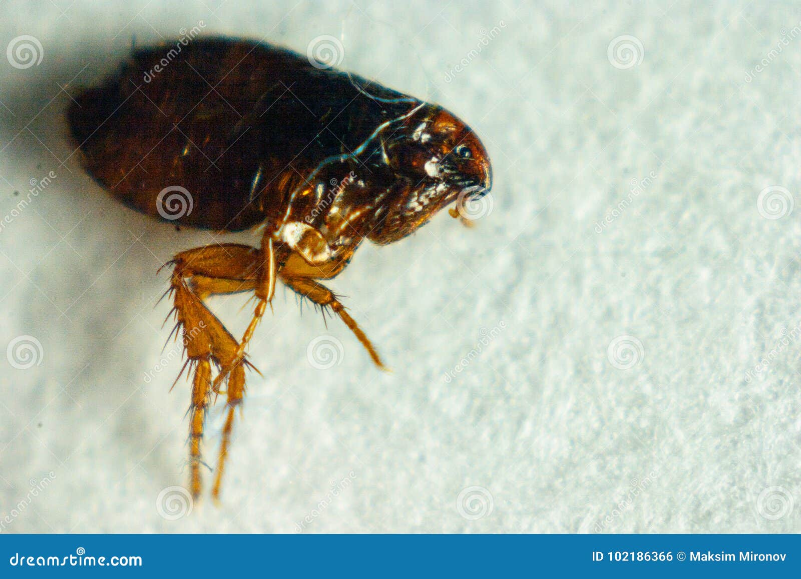 蚤目-世界昆虫410科野外-图片