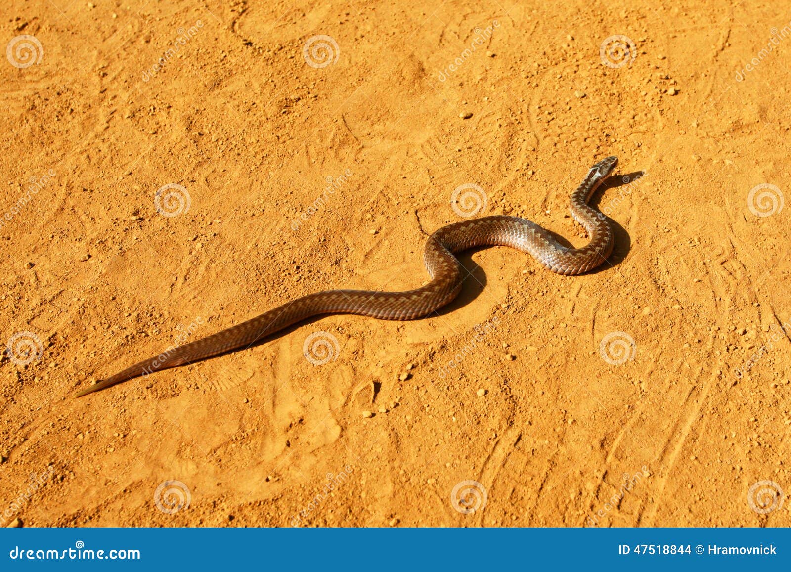 响尾蛇在沙漠 库存图片. 图片 包括有 有毒, 蛇蝎, 西部, 毒液, 通配, 爬行动物, 本质, 岩石 - 31174707