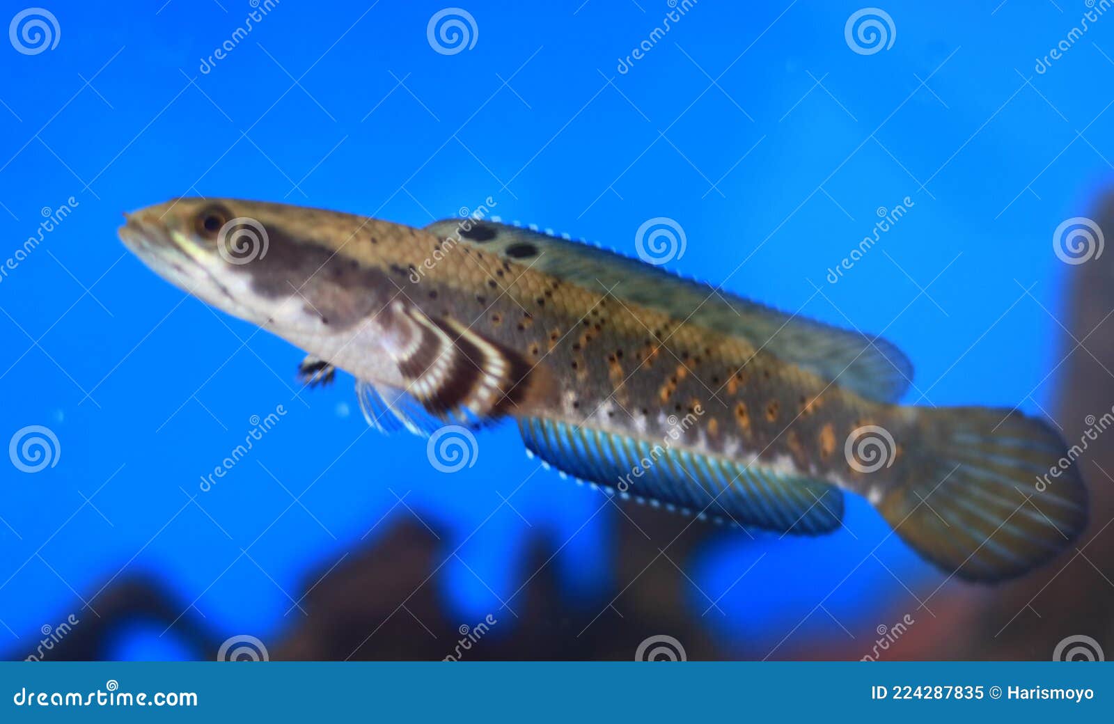 Giant Tongue Fish In The Aquarium Afternoon Swim Photography Picture Of ...
