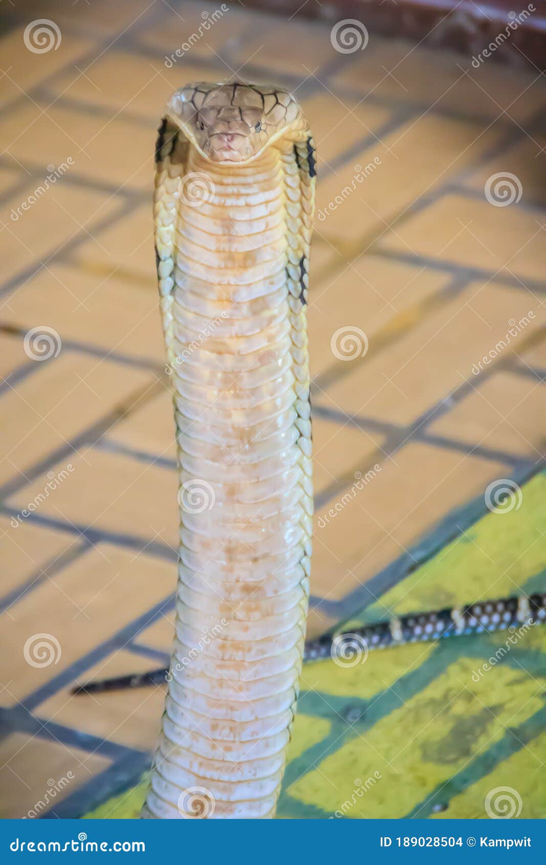 蛇王。Snake King. (Hong Kong Cantonese speakers might appreci… | Flickr