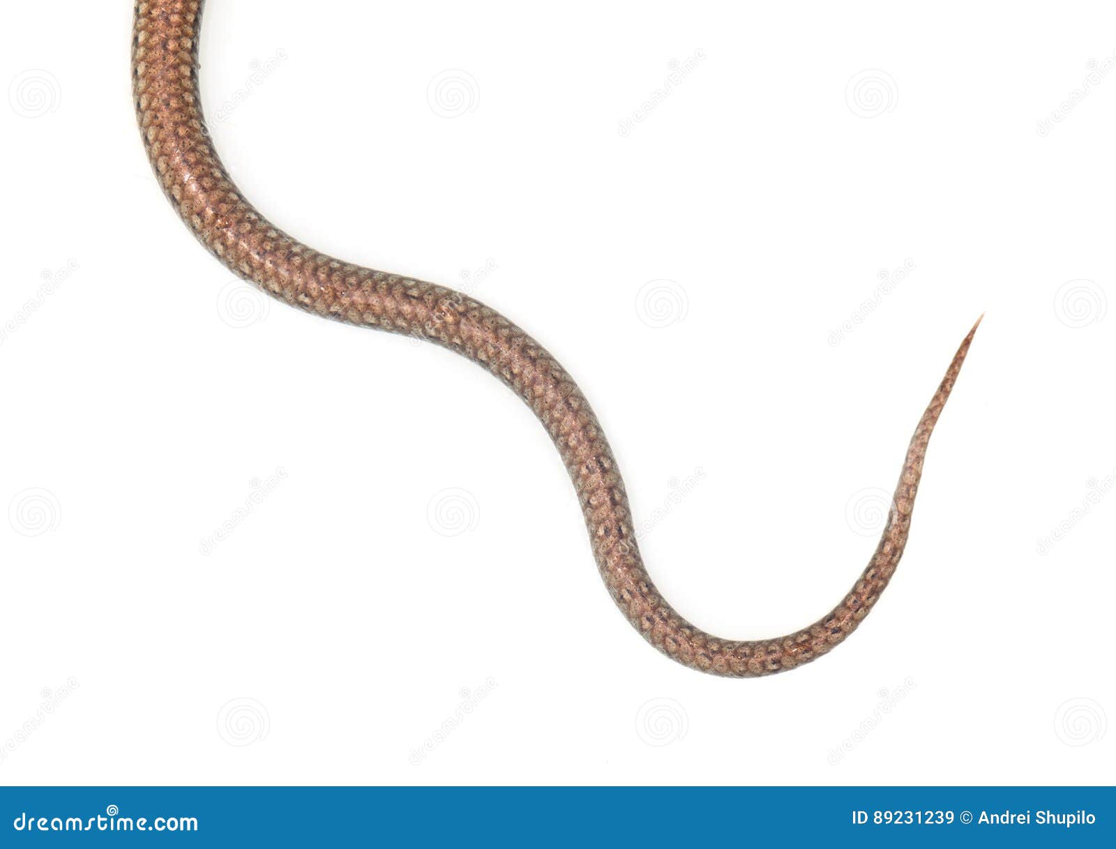 蛇的尾巴在白色背景的 库存照片. 图片 包括有 爬行动物, 致命地, 通配, 国王, 灰色, 查出, 汉娜 - 102148154