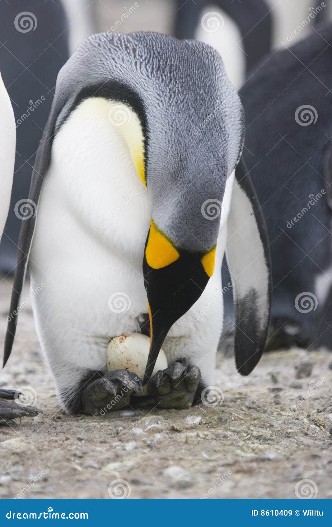 你吃过企鹅蛋么？在阿根廷附近的福克兰岛附近可以吃到这样的巴布亚企鹅蛋，据说有点腥 | 涨姿势