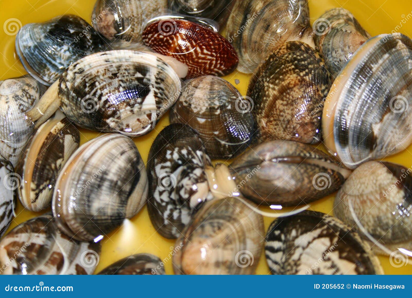 蛤蜊壳 库存照片. 图片 包括有 假期, 加勒比, 海运, 野生生物, 异乎寻常, 敌意, 爬行动物, 探险 - 5068326