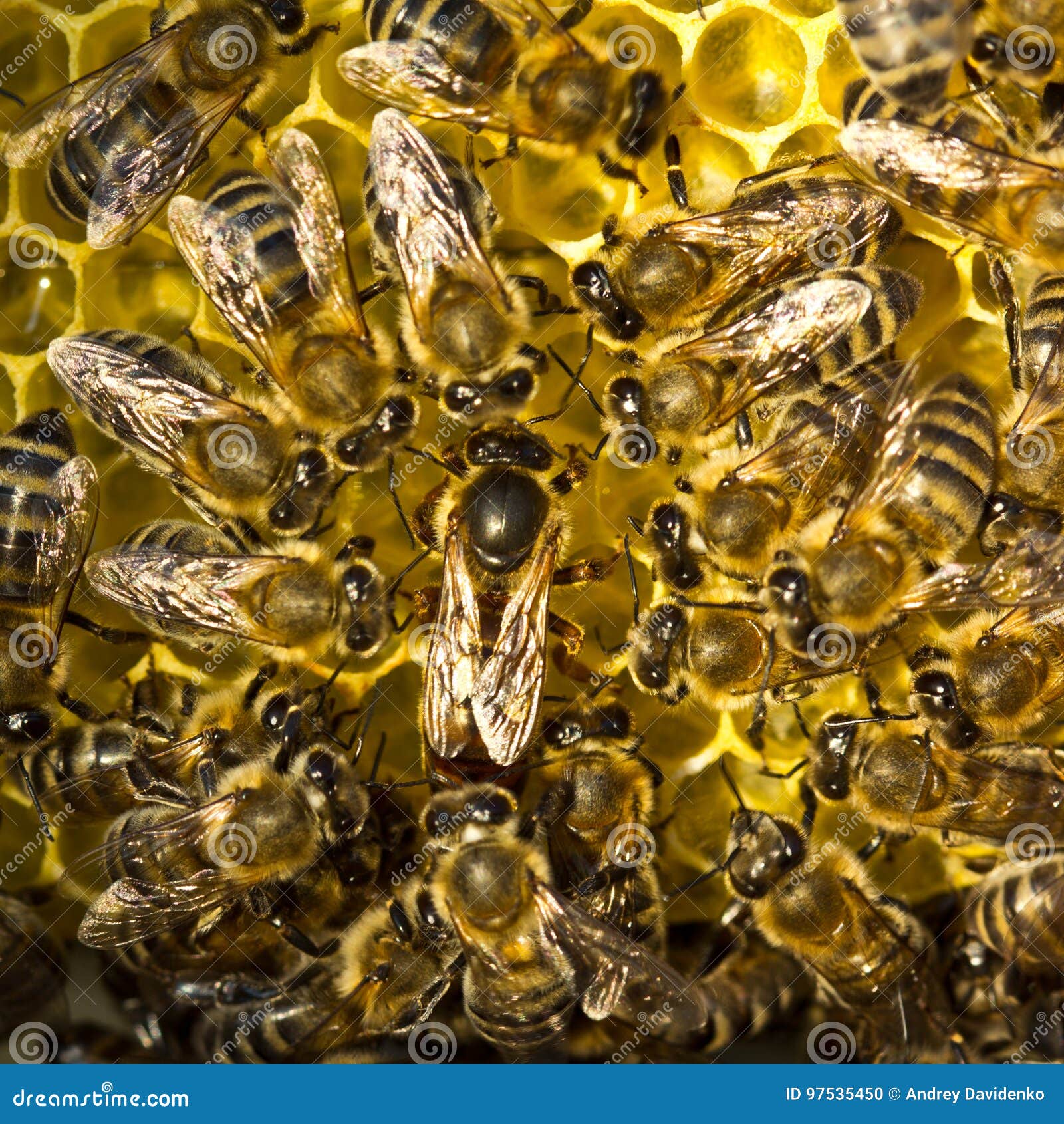 蜜蜂的生殖系统-知花蜂蜜网-,养蜂知识-蜜蜂|生殖系统|贮精囊|射精管|阴茎|睾丸|阴道|知花蜂蜜-中国蜂蜜行业门户网站-www ...