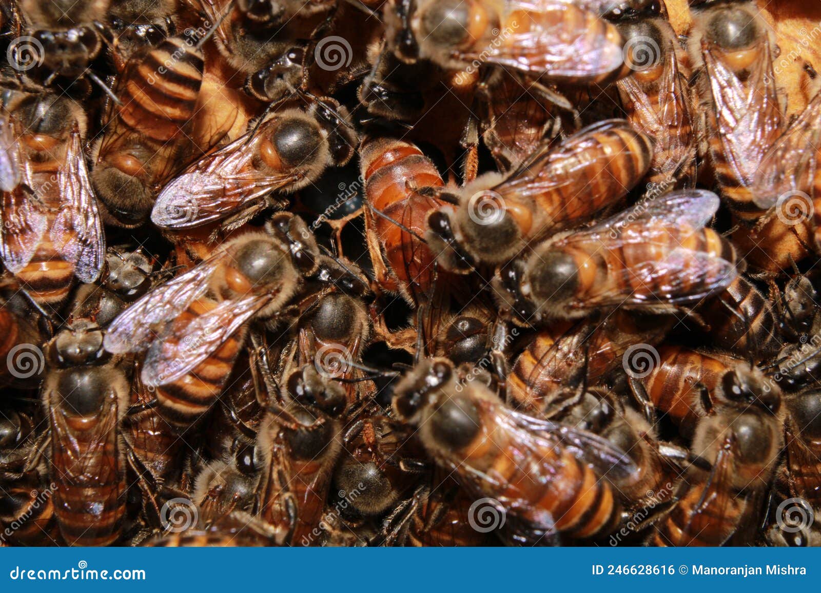 中蜂蜜蜂王种王纯种高产优质土蜂交尾新开产卵王阿坝广西处女王-淘宝网