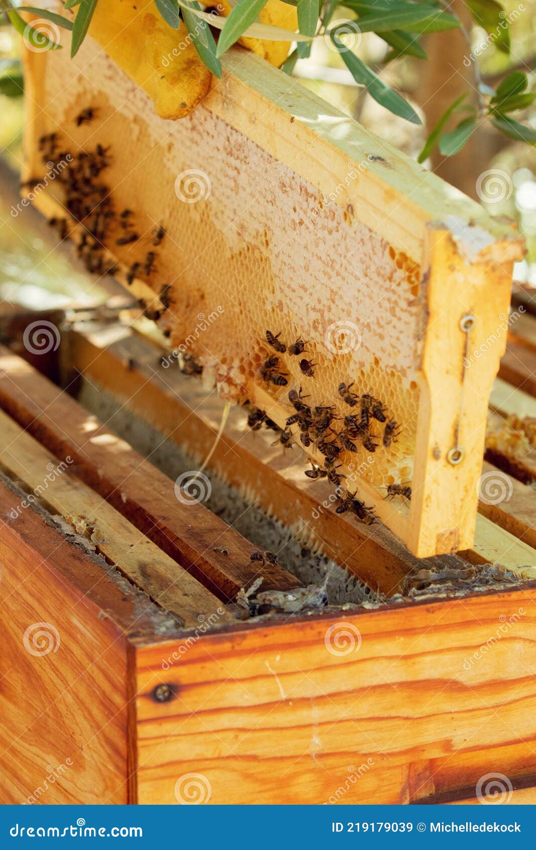 蜜蜂的蜂巢为什么是六边形？揭秘昆虫界的“天才建筑师”_澎湃号·湃客_澎湃新闻-The Paper