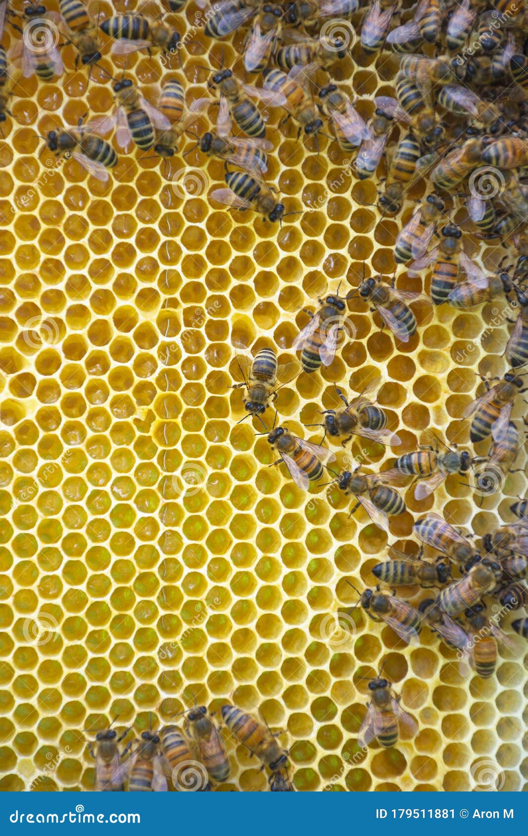 蜜蜂在蜂房蜂巢的特写照片摄影图片_ID:133058961-Veer图库