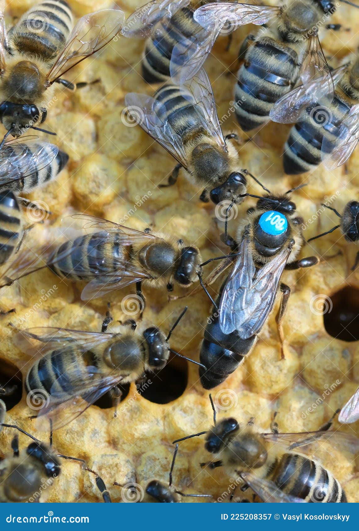 蜂巢里的蜜蜂，蜂王在中间. 蜂王在细胞里产卵. 宏照片. 库存照片 - 图片 包括有 殖民地, 适合: 225208372