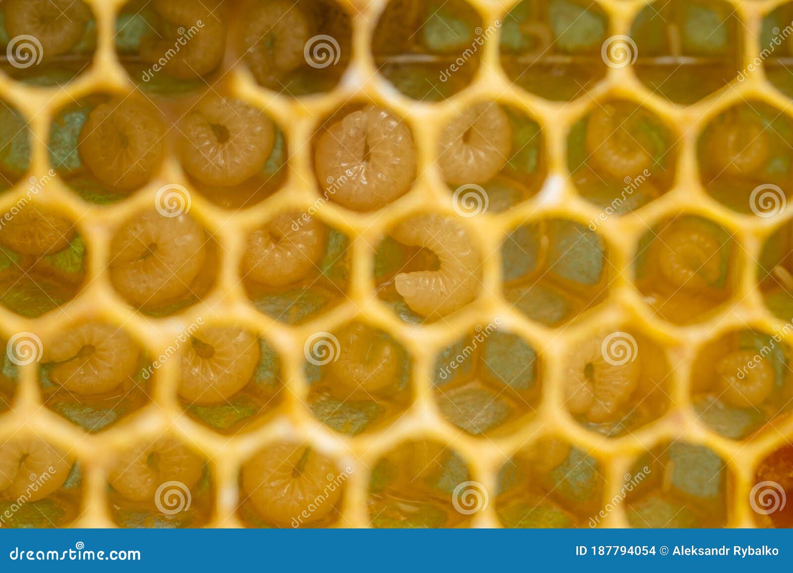 蜂巢 (© Heidi and Hans-Juergen Koch/Minden Pictures)