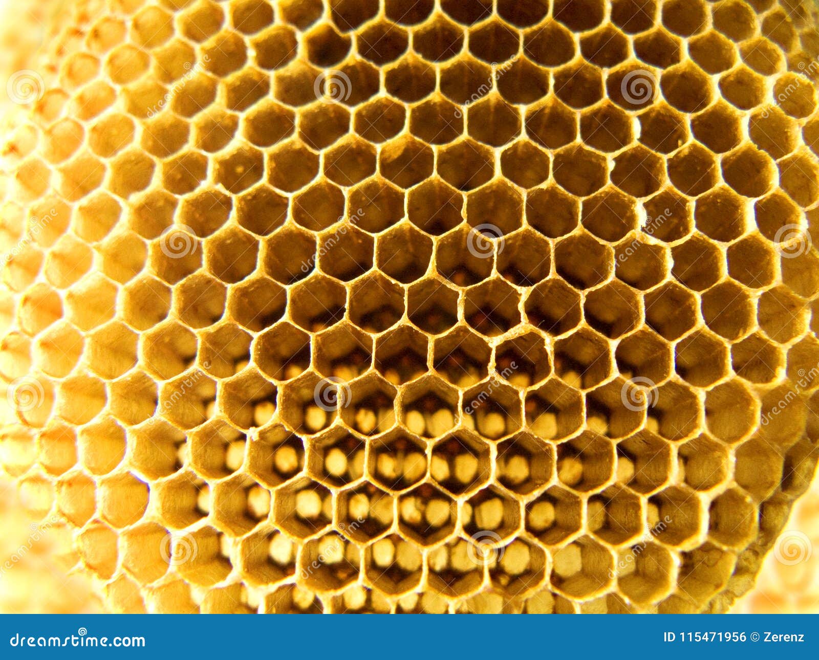 蜂巢图片素材-编号39611135-图行天下
