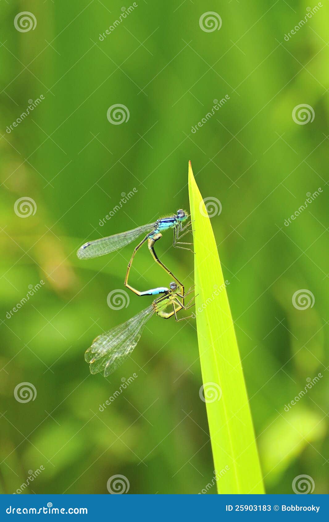 蜻蜓联接(Ischnura elegans). 男和母蓝色被盯梢的蜻蜓，联接在海滨叶子。