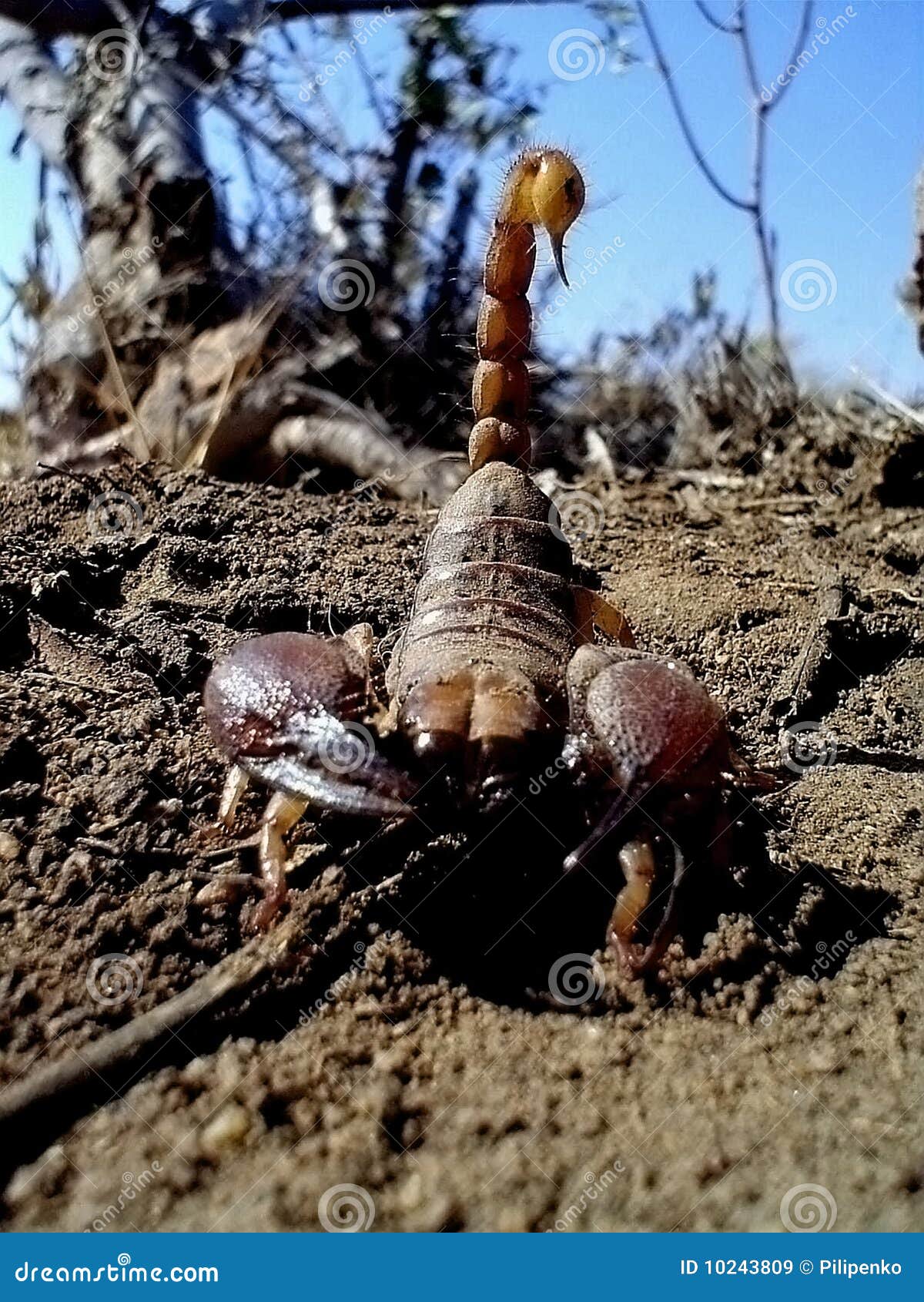 Scorpion. 攻击接近的专业计划培养了准备好的蝎子尾标对